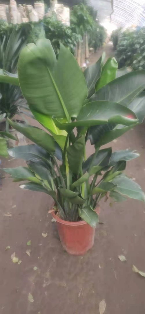 天津开发区绿植租赁公司 鲜花绿植与盆景销售一站式解决方案