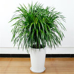 龙血树 家居空间的典雅守护者