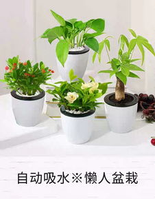 绿植租赁丨添一分绿色,多一份清新