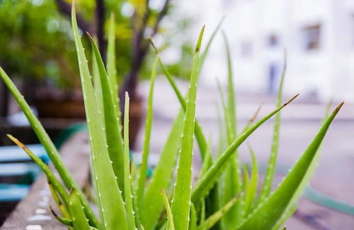 库拉索 从“国外当宝”到国内被低估的绿植，五大功用不应再被忽视