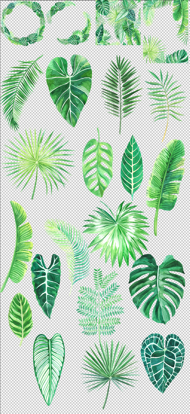 绿意盎然的家居艺术 龟背竹盆景，自然与设计的完美融合