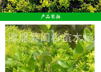 金叶女贞 福建厂家直销批发，打造绿意盎然的城市景观