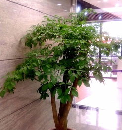 写字间绿植租摆，低价位净化空气，电话咨询享免费报价，另有精品盆景销售