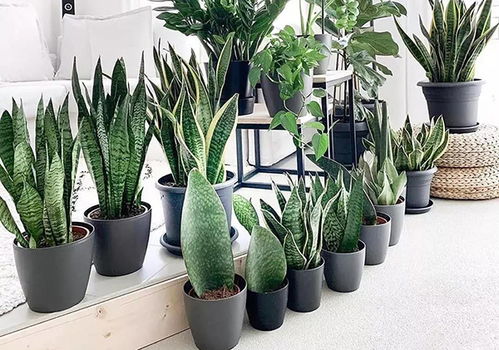 方寸间见自然 仿真绿植与盆景艺术的市场新景