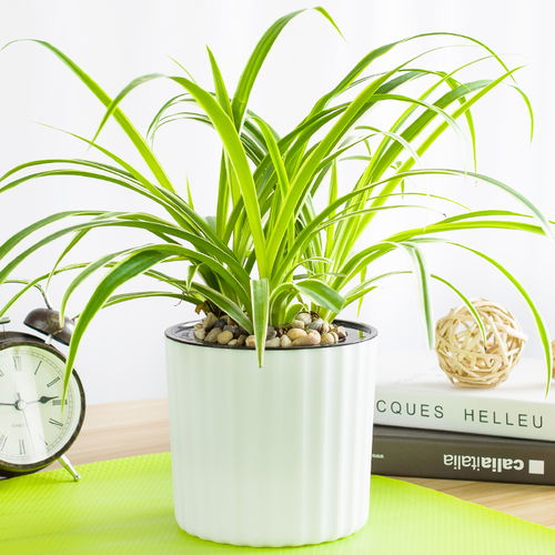 绿植 天然氧吧，净化空气的能手，美化居家与办公环境