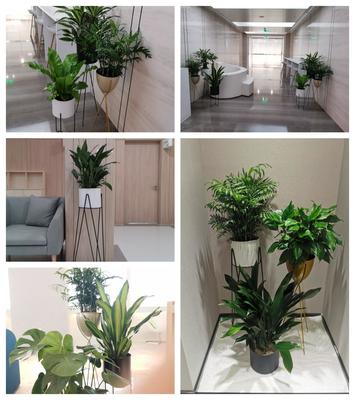 天津绿植租赁与销售 一站式绿化解决方案，打造绿色办公与生活空间