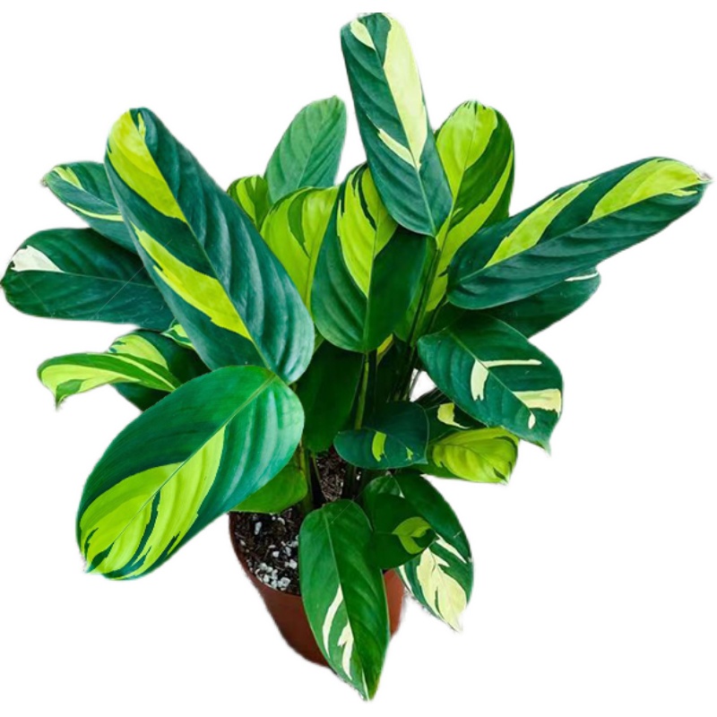 金梦竹芋 桌面绿植新宠，净化空气与视觉美学的完美结合