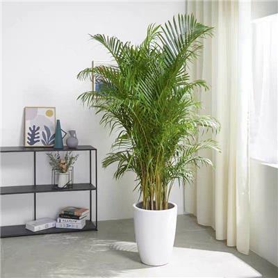 室内花卉绿植租摆与精品盆景销售全攻略