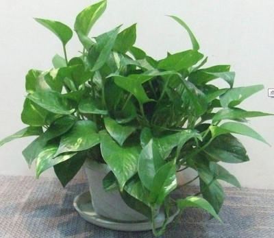 武汉绿植租摆首选沁园梦园艺 专业服务赢得客户好评如潮