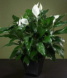 绿植租赁 为企业与家庭打造绿色空间的智慧之选