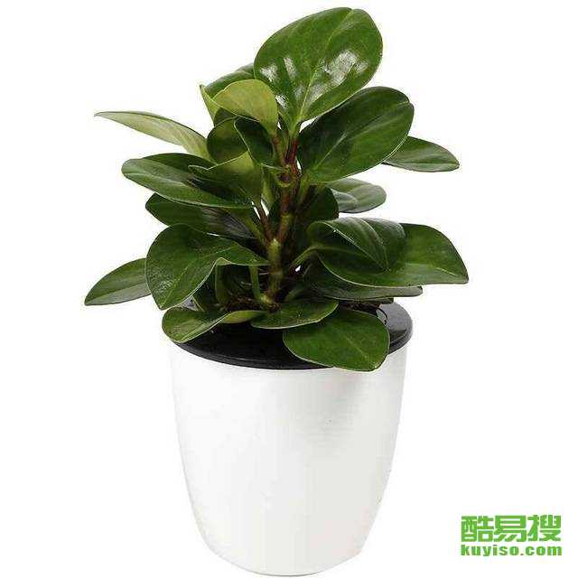 北京昌平绿植花卉租赁回龙观分公司 专业盆景销售与租赁服务