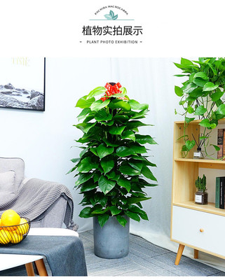 绿意盈门，幸福相伴——探访许昌幸福e站鲜花的大绿萝与发财树