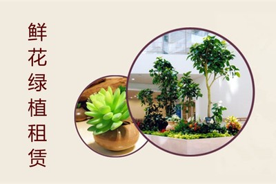 泉州绿植租摆 打造灵动自然的商务办公空间